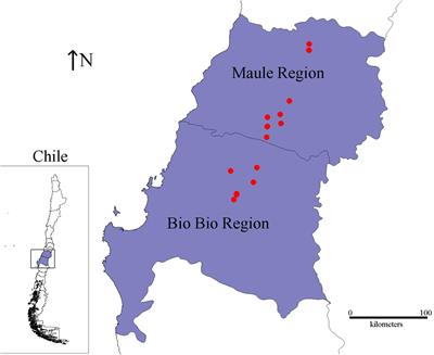 Genetic and Phenotypic Characterization of Indole-Producing Isolates of Pseudomonas syringae pv. actinidiae Obtained From Chilean Kiwifruit Orchards